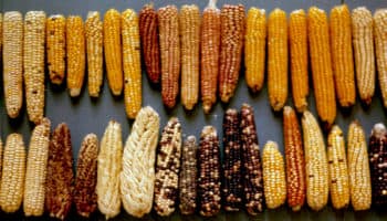 Las Plumas de la Serpiente: 29 de septiembre, día nacional del maíz II | Video