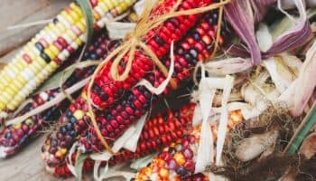 Las Plumas de la Serpiente: Maíz como puente entre la tierra y lo divino