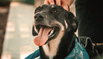 ¡Protege a tus mascotas de los golpes de calor! UNAM comparte estas recomendaciones