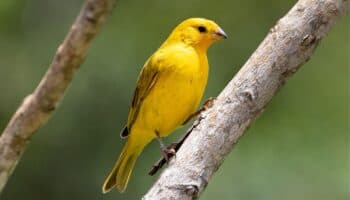 Las Plumas de la Serpiente: El son huasteco y la magia de volar en el tiempo