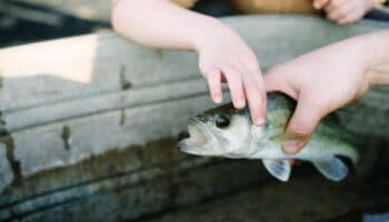 Los peces ya no existen #Niñonautas con Kirén Miret