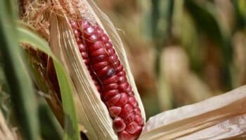 Berdegué anuncia veto a 35 moléculas de plaguicidas; experta advierte: 'sin verificación, no alcanza'