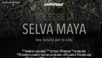 Se pierden casi 200 hectáreas de selva maya todos los días: Greenpeace México | Video