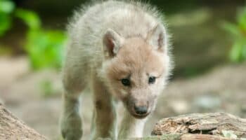 Niños lobo #Niñonautas con Kirén Miret