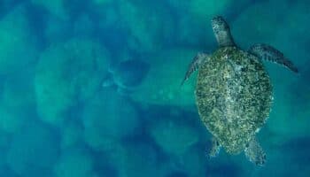 'El llanto de las tortugas': un viaje de transformación y conservación