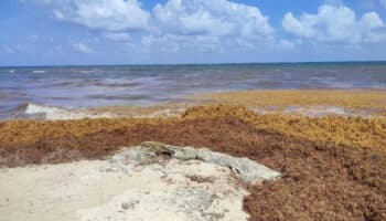 Sargazo | 'Le estamos dando un valor a algo que era un problema": Mtro. Urzúa Fernández