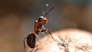 Los baños de hormigas #Niñonautas con Kirén Miret