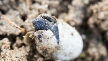 Metro CDMX | Detienen en Chabacano a hombre que transportaba 360 huevos de tortuga