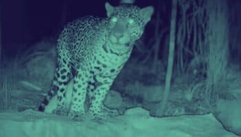 Jaguares Sin Protección | Monitores ambientales registran a jaguar en San Luis Potosí