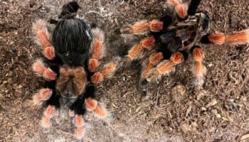 El veneno de arañas podría ser clave en tratamientos médicos, revela la UNAM