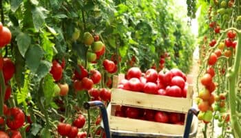 México fija precios mínimos de exportación para el tomate fresco