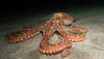 Un animal que tiene tres corazones y sangre azul | #Niñonautas con Kirén Miret