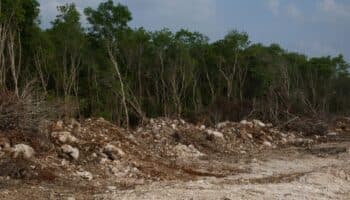 La selva maya está bajo grandes amenazas de destrucción: Patricia Orantes | Video
