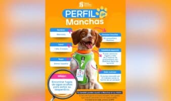 Conoce a 'Manchas', el primer perro buscafugas de agua en México