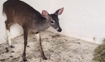 Brigada de Vigilancia Animal rescata a un venado lesionado en Cuajimalpa