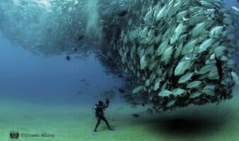 Cabo Pulmo: la historia del arrecife que desafía al formato vertical en redes sociales