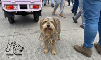 ONG 'Mundo Patitas' salva y ofrece a 'perros peregrinos' una nueva vida | Video