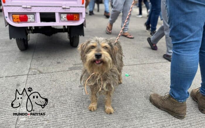 ONG 'Mundo Patitas' salva y ofrece a 'perros peregrinos' una nueva vida | Video