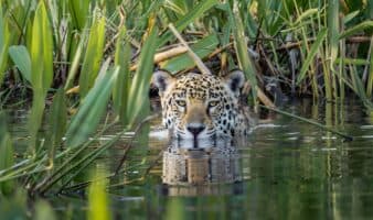 Iniciativa Jaguar Rivers: Reconectando Ecosistemas en Sudamérica