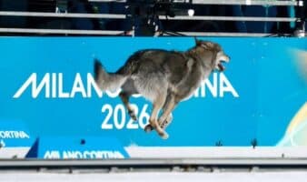 Milano-Cortina 2026: Roba cámara perro lobo a esquiadoras de fondo en la meta | Video
