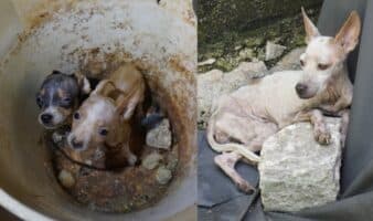 Rescatan a 48 perritos abandonados en Mérida