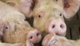 Niñas, niños y adolescentes ganan amparo contra granja porcícola en Yucatán | Entérate