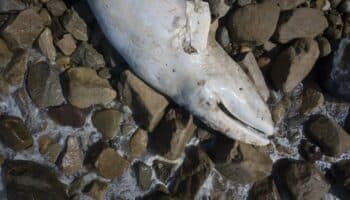 Cerca de 25 mil especies marinas se extinguen anualmente sin ser reconocidas: UNAM