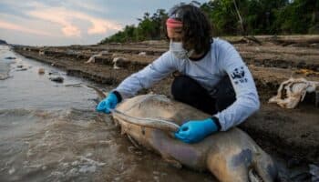 Hallan al menos a 110 delfines muertos en el Amazonas