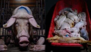 Fuertes imágenes | Encerradas, la vida que llevan las cerdas en jaulas: tortura, mutilaciones…