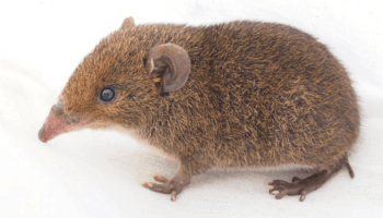 Identifican cinco nuevas especies de erizos de pelaje suave
