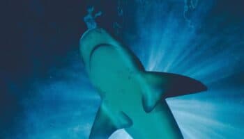 Registran, por primera vez, video de un tiburón siendo golpeado por una embarcación