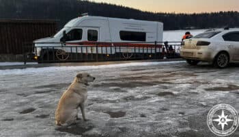 Perrita espera cuatro días a su humano que murió ahogado cruzando un río helado en Rusia