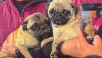 Rescatan a pugs de criadero clandestino en Naucalpan