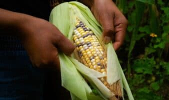 México celebra el Día del Maíz como símbolo de resistencia: Bárcena