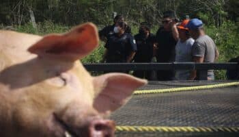 Exigen sanción y reparación del daño a granjas porcícolas en Yucatán: Abogada