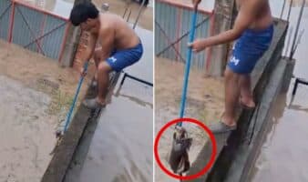Video | Niño rescató a gatito durante inundaciones en Veracruz