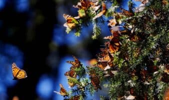 Se duplica presencia de mariposa monarca en bosques de hibernación del Edomex: ProBosque