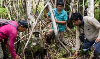 Ojos del bosque: comunidades ribereñas de Perú instalan cámaras trampa para proteger la biodiversidad del Alto Mayo