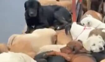 Refugio Franciscano tuvo a cientos de perros en un 'inmundo infierno': Fundación Antonio Hagenbeck