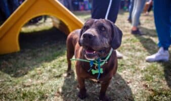 Dinero de venta de predio será usado para cuidado de animales: Fundación Haghenbeck