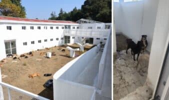 El despojo oculto del caso Refugio Franciscano: ¿Qué pasa con el albergue y los perros llevados al Ajusco?