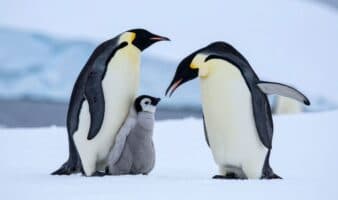 Pingüinos adelantan dos semanas su reproducción debido al cambio climático