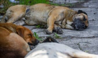 Proponen castigar hasta con 12 años de cárcel a quien mate perros y gatos en la CDMX