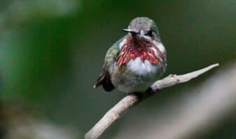 Conoce al Zumbador Garganta Rayada, observado en Monterrey