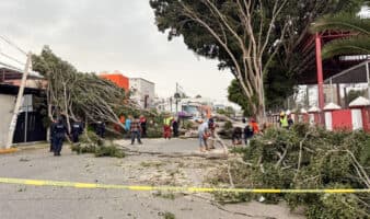 Fuertes vientos derriban una decena de árboles y un techo en la capital de Oaxaca