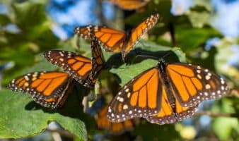 Mariposa Monarca, siempre guerreras: María José Villanueva