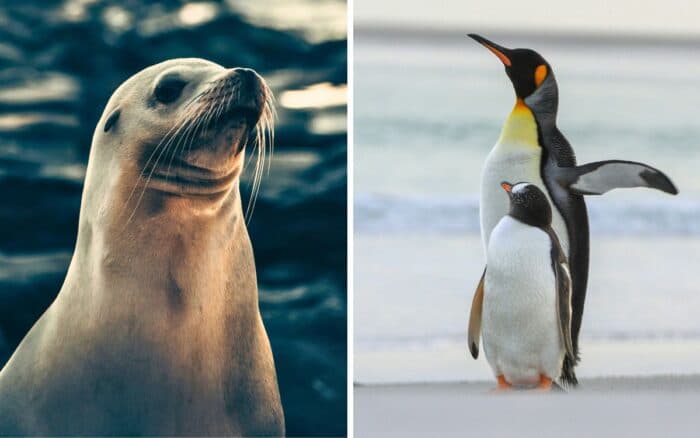 Pingüino emperador y lobo marino antártico pasan a estar en peligro de extinción