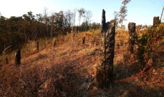 ONU vincula la deforestación global al sistema alimentario