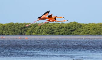 El 17% de las especies de aves, en alta vulnerabilidad: UNAM
