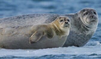 Gripe aviar mata a 13 mil crías de foca en una remota isla australiana